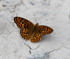 Speyeria callippe semivirida