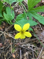 Viola lobata