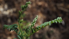 Astragalus oocarpus