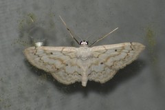 Idaea obfusaria