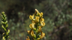 Astragalus oocarpus