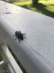 Centronopus opacus