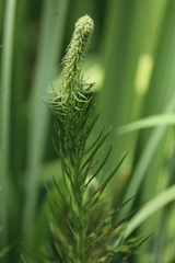 Liatris pycnostachya