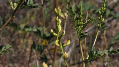 Astragalus oocarpus