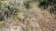 Astragalus oocarpus