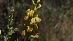 Astragalus oocarpus