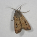 Bogong Moth - Photo (c) Marilyn Hewish, some rights reserved (CC BY-NC), uploaded by Marilyn Hewish