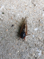 Magicicada cassinii