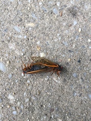 Magicicada cassinii