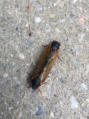 Magicicada cassinii