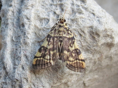 Apogeshna stenialis
