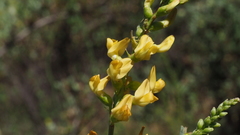 Astragalus oocarpus
