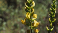 Astragalus oocarpus