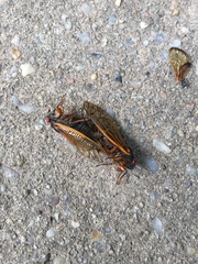 Magicicada cassinii