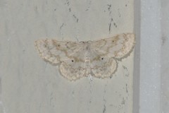Idaea obfusaria