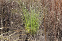 Cortaderia selloana