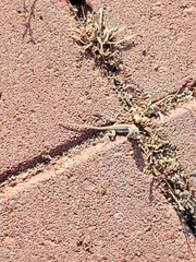 Sceloporus occidentalis