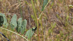 Astragalus oocarpus