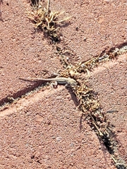 Sceloporus occidentalis