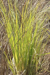Cortaderia selloana