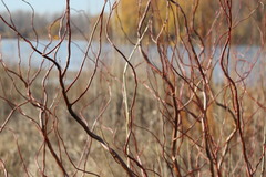 Salix