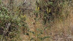 Astragalus oocarpus