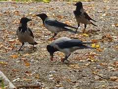 Corvus cornix