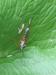 Sphelodon phoxopteridis