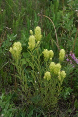Castilleja occidentalis