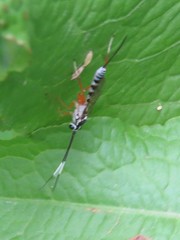 Sphelodon phoxopteridis