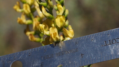Astragalus oocarpus