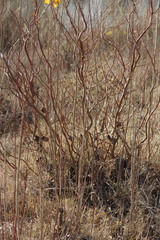Salix