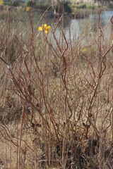 Salix