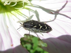 Acmaeodera ornata