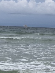 Thalasseus sandvicensis