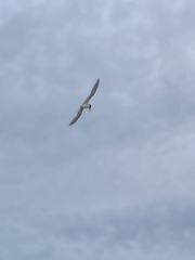 Thalasseus sandvicensis