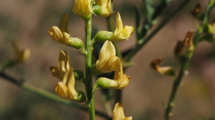 Astragalus oocarpus