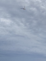 Thalasseus sandvicensis