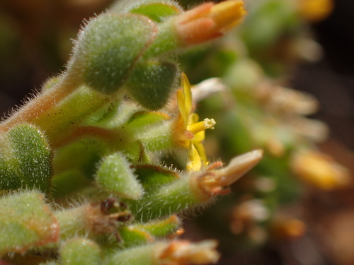 Image of Mentzelia micrantha by (c) George Williams, some rights reserved (CC BY)