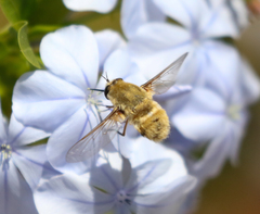 Heterostylum robustum