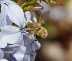 Heterostylum robustum
