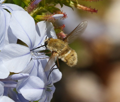 Heterostylum robustum