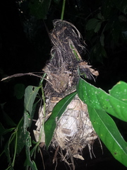 Epinecrophylla fulviventris