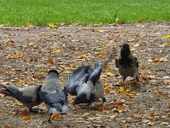 Corvus cornix