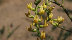 Astragalus oocarpus