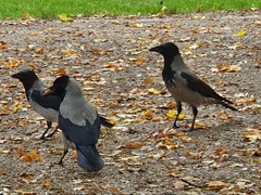 Corvus cornix