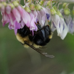 Bombus rufocinctus