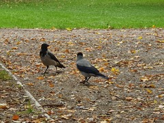 Corvus cornix