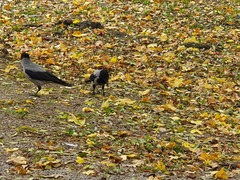 Corvus cornix