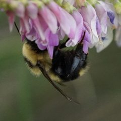 Bombus rufocinctus